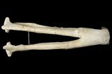 Fossil Hyaenodon Skull - South Dakota #131362-8